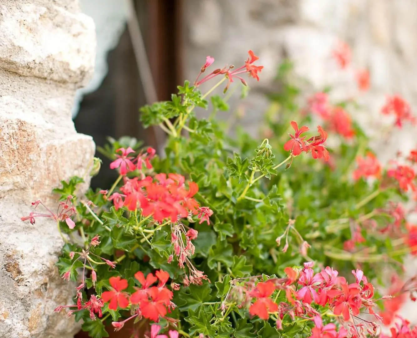 Casa Leonardo Guest House Senterada Country house